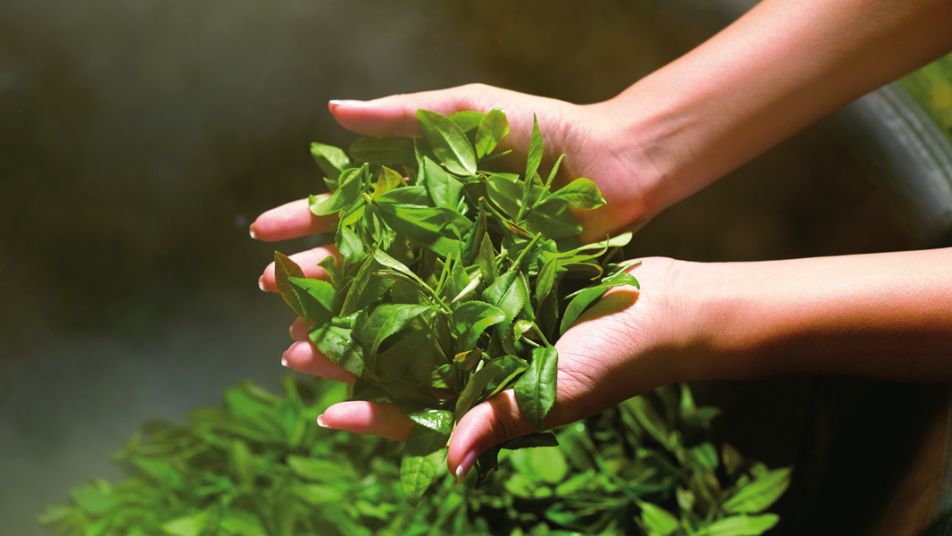 té verde 